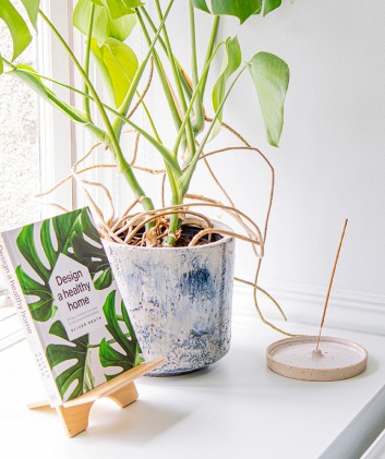 plant placed in the window