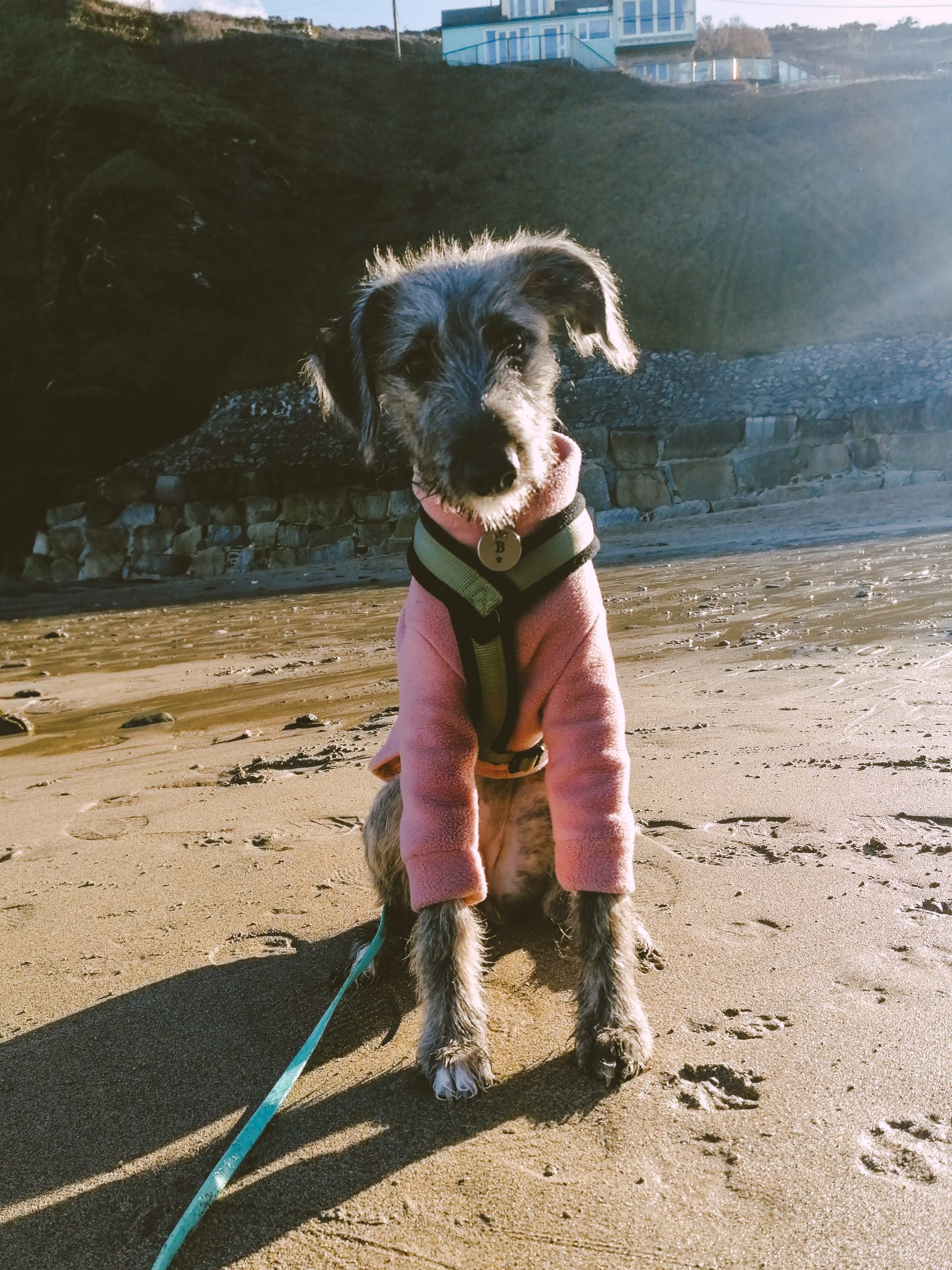 Puppy on the beach wearing a pink fleece